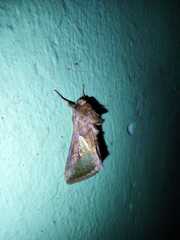 Lepidoptera