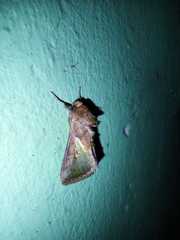 Lepidoptera