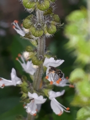 Anthophila