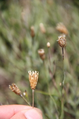 Psephellus trinervius