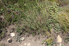 Psephellus trinervius