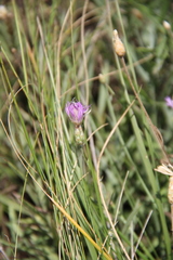 Psephellus trinervius