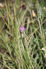 Psephellus trinervius