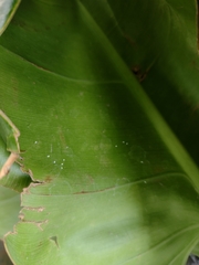 Chrysopidae