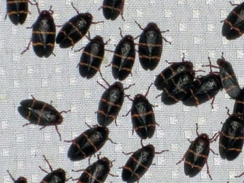 Two-lined Spittlebug