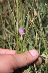 Psephellus trinervius