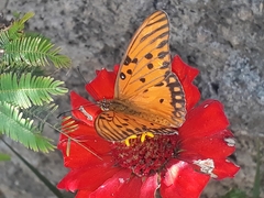 Dione vanillae