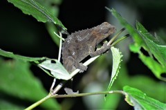 Rhampholeon platyceps