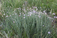 Psephellus trinervius