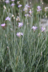 Psephellus trinervius