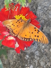 Dione vanillae