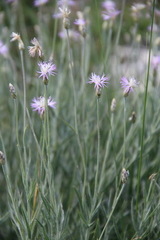 Psephellus trinervius