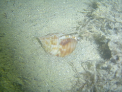 Semicassis undulata