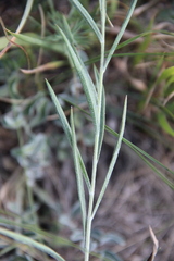 Psephellus trinervius