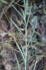 Psephellus trinervius