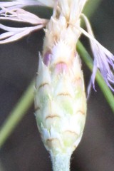 Psephellus trinervius