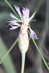 Psephellus trinervius