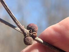 Disholcaspis quercusglobulus