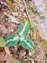 Trillium underwoodii