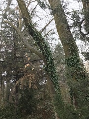 Hedera helix