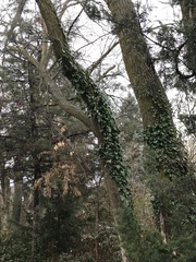 Hedera helix