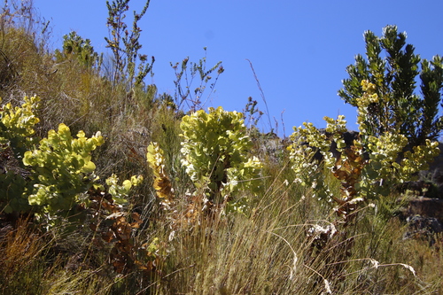 Image of Rafnia amplexicaulis by (c) Tony Rebelo, some rights reserved (CC BY-SA)