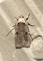 Agonopterix canadensis