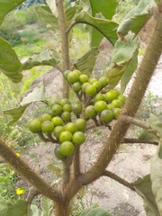Solanum crinitipes