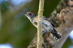 Thamnophilus insignis insignis