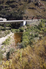 Salix mucronata mucronata