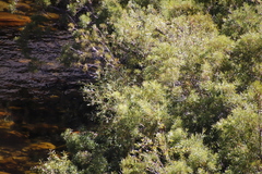 Salix mucronata mucronata