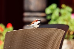 Passer domesticus