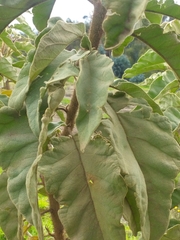Solanum crinitipes