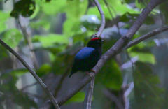 Chiroxiphia pareola