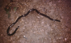 Leptotyphlopidae