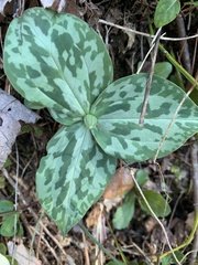 Trillium cuneatum