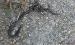 Leptotyphlopidae