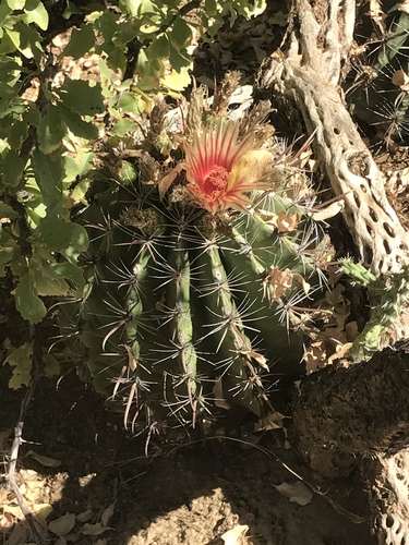 Ferocactus townsendianus