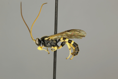 Colpotrochia trifasciata