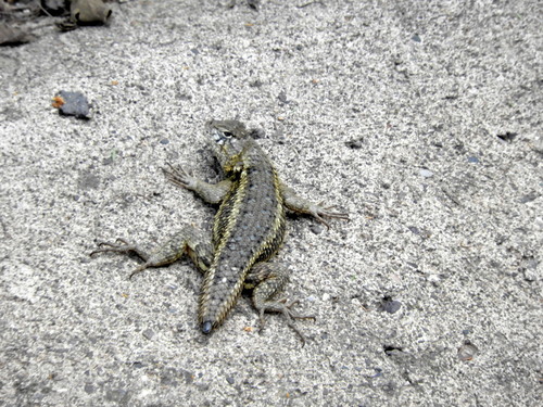 White-bellied Rough Lizard
