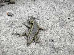 Sceloporus albiventris
