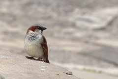 Passer domesticus
