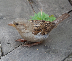 Passer domesticus