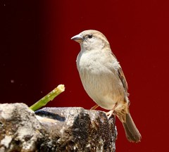 Passer domesticus