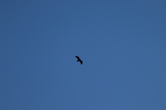 Haliaeetus leucocephalus washingtoniensis