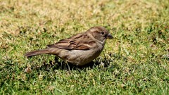 Passer domesticus