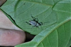 Peritelini