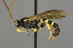 Colpotrochia trifasciata