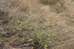 Chondrilla juncea