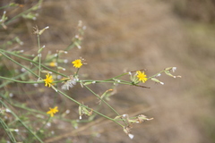 Chondrilla juncea